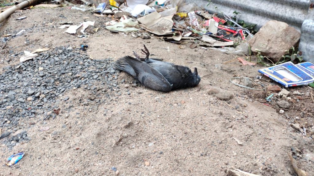 बैतूल में भी 5 कबूतरों की मौत, विभाग ने जांच के लिए भेजे सैंपल