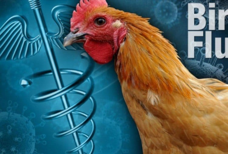Bird Flu Alert : मध्यप्रदेश में बर्ड फ्लू रोकने अलर्ट, विभाग ने जारी किए यह निर्देश
