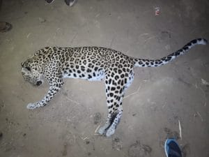 Morena News: दो तेंदुओं की मौत के बाद भी नहीं जागा वन विभाग, उठ रहे सवाल 