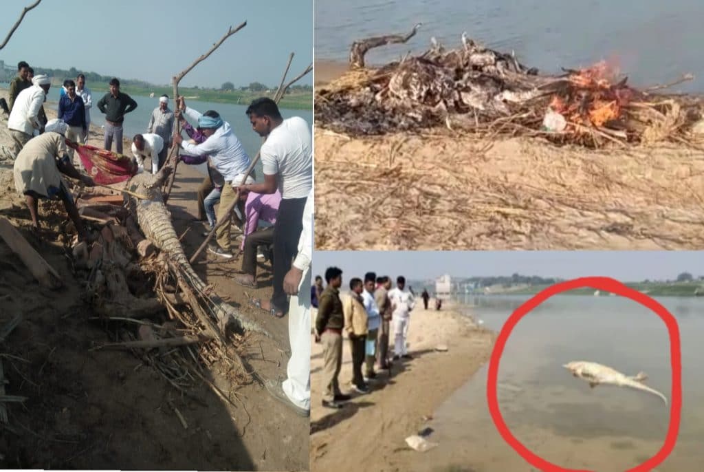 चम्बल नदी में मगरमच्छ की मौत से अधिकारियों में हड़कंम, विसरा रिपोर्ट का इंतज़ार