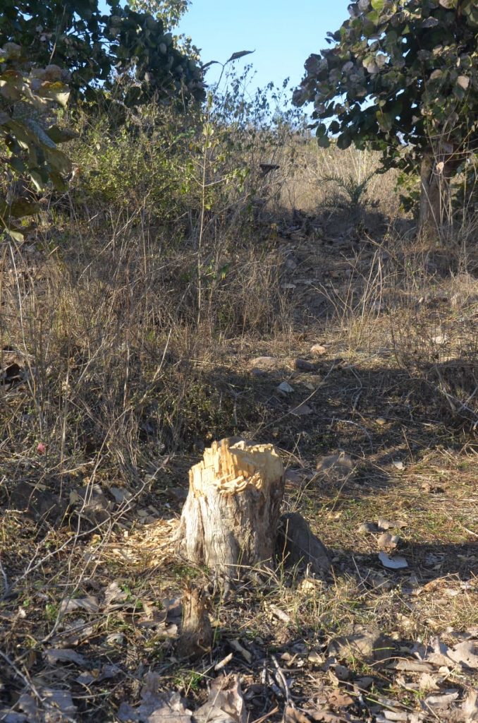 अवैध उत्खनन के साथ सागौन की कटाई, परासिया में जंगल की सुरक्षा को खतरा