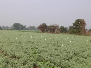 लोकल से वोकल को नई दिशा देता खरगोन का युवा किसान, पढ़ें सुधीर की पूरी कहानी