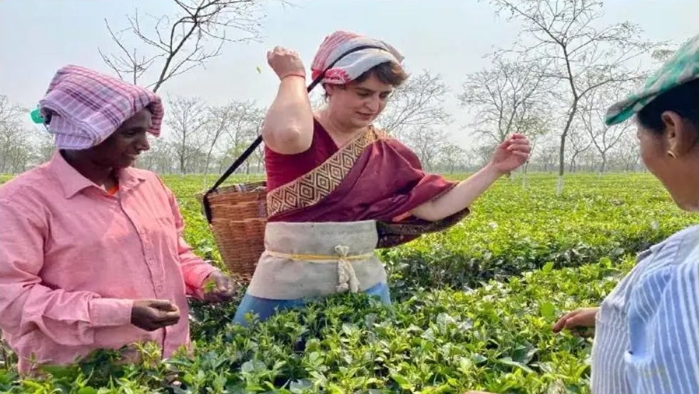 असम दौरे में दिखे प्रियंका गांधी के कई रंग, बागान में तोड़ी चाय की पत्तियां, मंदिर में दर्शन किए