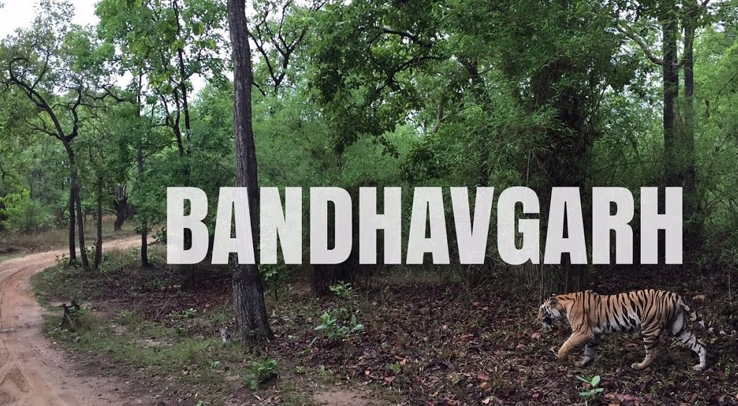 बांधवगढ़ टाइगर रिजर्व में मादा तेंदुआ की मौत, भूख से मरने की जताई जा रही आशंका