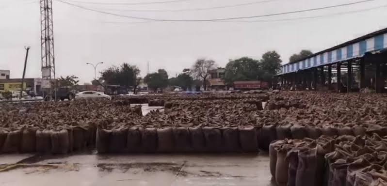 पन्ना : बारिश में भीगा हजारों क्विंटल गेहूं, जिम्मेदार नहीं ले रहे सुध