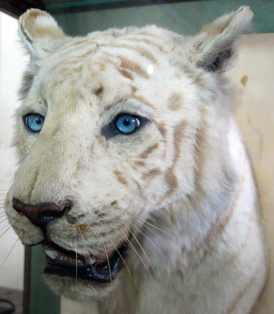 महाराजा पुष्पराज सिंह की भारत सरकार को राय, सफेद बाघ मोहन के नाम पर हो संजय गांधी राष्ट्रीय उद्यान