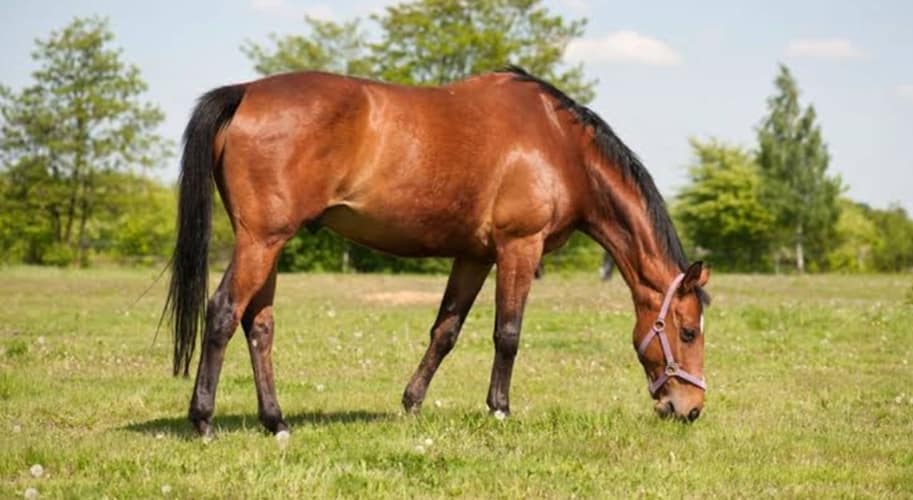 अशोकनगर- ग्लैंडर्स बीमारी का प्रकोप, एक घोड़े की मर्सी किलिंग