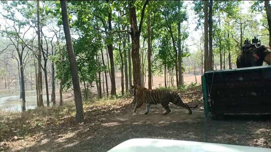सतपुड़ा टाइगर रिजर्व में नया मेहमान, 3 साल की बाघिन को जंगल में छोड़ा