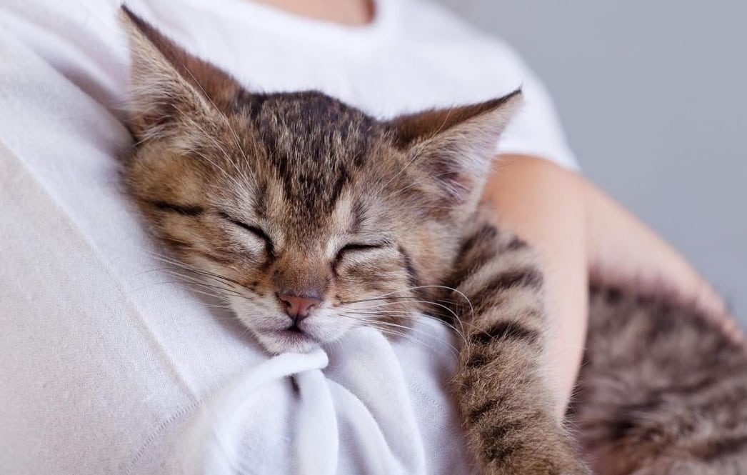 Hug Your Cat Day : अपनी बिल्ली को गले लगाए, तनाव से छुटकारा पाएं
