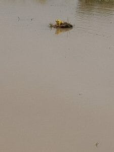 Morena News : बारिश में सड़कें बनी तालाब मेंढक आये बाहर, जगह जगह गंदगी व जाम