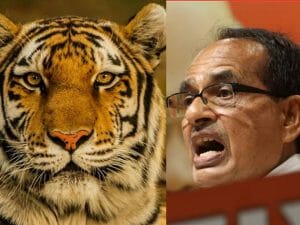 International Tiger Day: टाइगर स्टेट होने पर गौरवान्वित सीएम शिवराज, कही बड़ी बात