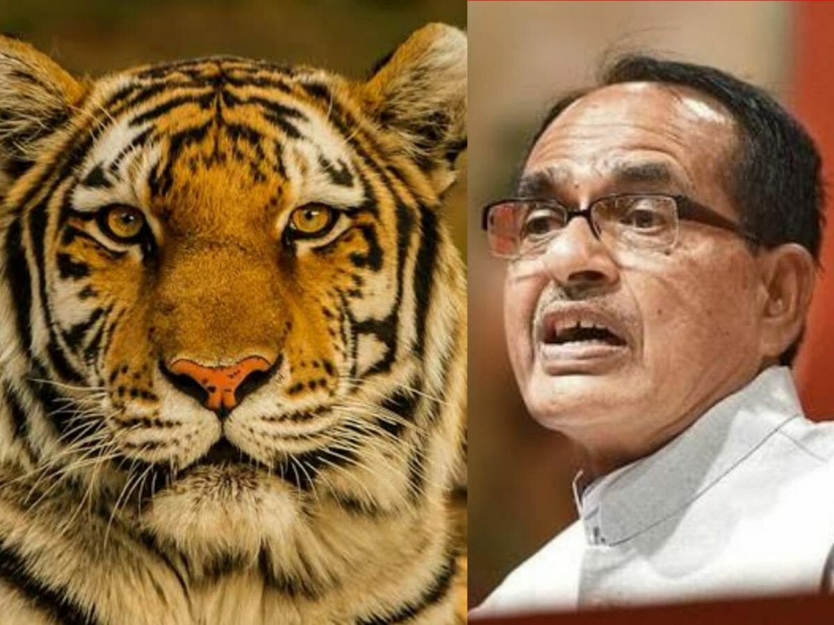 International Tiger Day: टाइगर स्टेट होने पर गौरवान्वित सीएम शिवराज, कही बड़ी बात