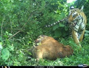 शाहगंज के जंगल में बाघ कैमरे में कैद, गाय का शिकार भी किया, पेट्रोलिंग तेज