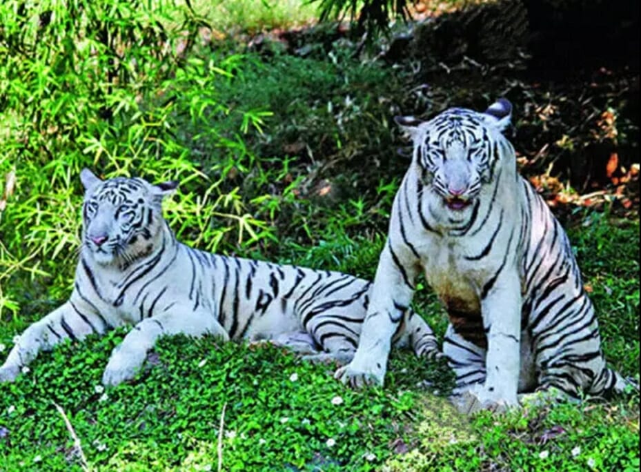 International Tiger Day 2021 : मध्यप्रदेश में है विश्व का पहला व्हाइट टाइगर सफारी