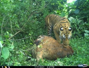 शाहगंज के जंगल में बाघ कैमरे में कैद, गाय का शिकार भी किया, पेट्रोलिंग तेज