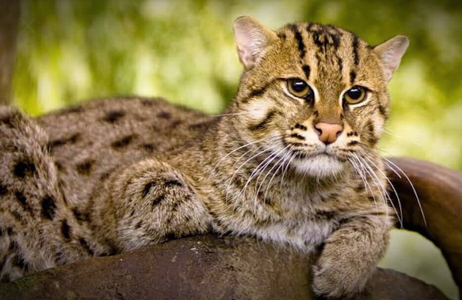 Panna Tiger Reserve : वन्यजीव प्रेमियों के लिए अच्छी खबर, पहली बार दिखी दुर्लभ Fishing Cat
