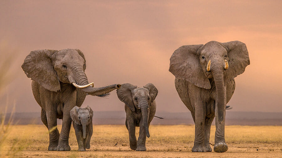 12 August World Elephant Day: क्यों मनाया जाता है विश्व हाथी दिवस ? जानिए हाथियों से जुड़ी कुछ रोचक बातें