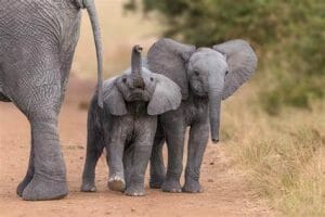 12 August World Elephant Day: क्यों मनाया जाता है विश्व हाथी दिवस ? जानिए हाथियों से जुड़ी कुछ रोचक बातें