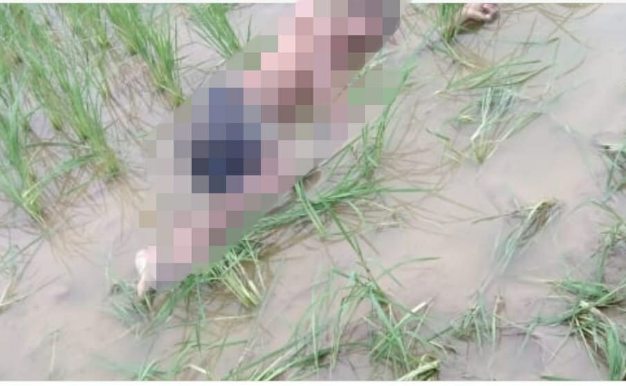 Hoshangabad : धान के खेत में मिली युवक की लाश, पुलिस जांच में जुटी