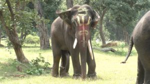 बांधवगढ़ में हाथियों का महोत्सव शुरू, सज-धज कर पिकनिक का लुफ्त उठा रहे हांथी