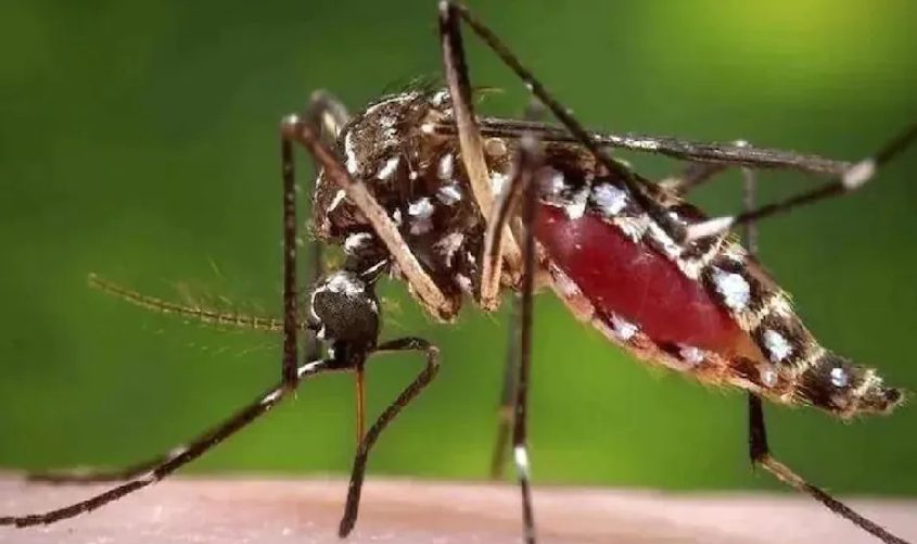 Balaghat News : जिले में डेंगू के मिले दो नए मरीज, एक नागपुर रेफर
