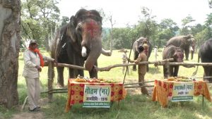 बांधवगढ़ में हाथियों का महोत्सव शुरू, सज-धज कर पिकनिक का लुफ्त उठा रहे हांथी