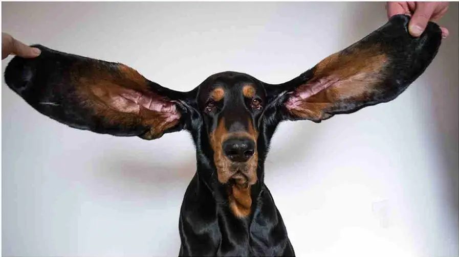 कुत्ते के कान की लंबाई ने बनाया World Record, देखर आप भी हो जाएंगे हैरान
