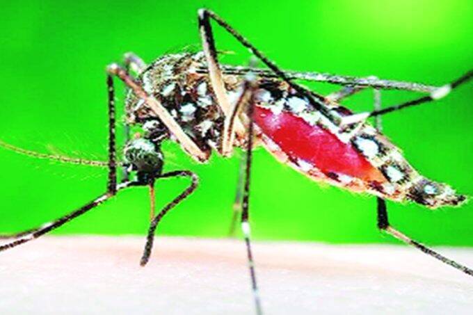 ICMR VCRC को बड़ी कामयाबी, मच्छर करेंगे डेंगू-चिकनगुनिया का खात्मा, बीमारी के रोकथाम में मिलेगी मदद