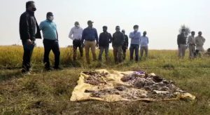 शिकारियों ने करंट बिछाकर ली पन्ना के 'हीरे' की जान, खाल उतारकर तालाब में फेंका शव