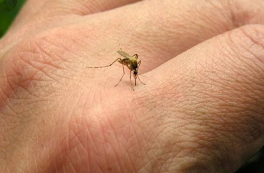 अब डेंगू मच्छरों का मुकाबला करेंगे 'अच्छे मच्छर', इस तरह होगा बीमारी का अंत