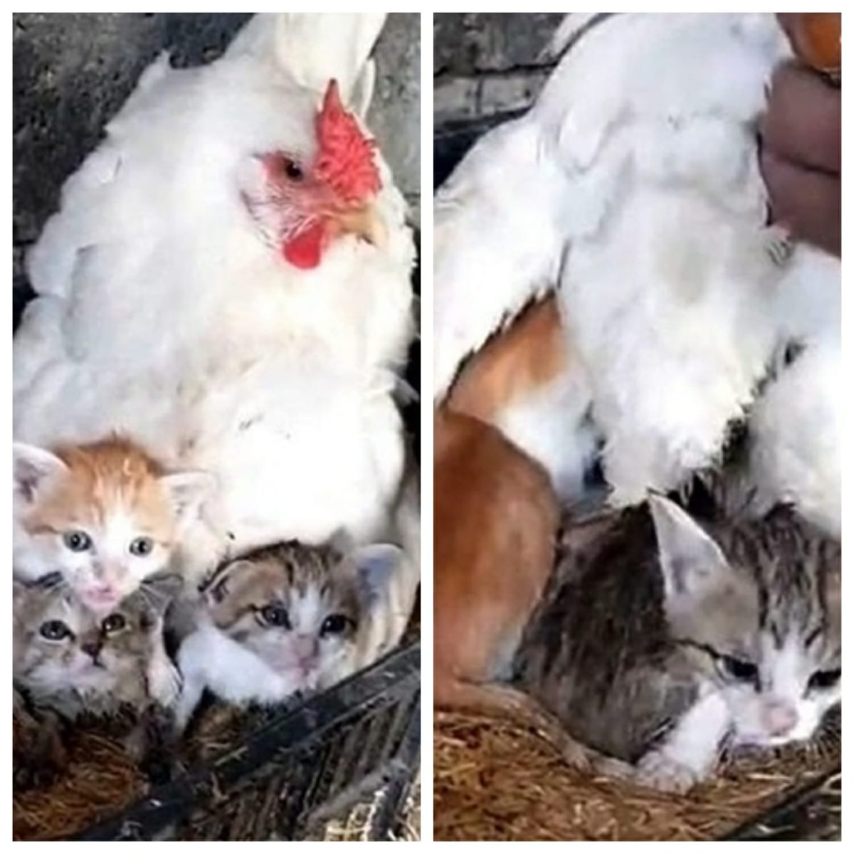 Video : अपने चूज़ों को छोड़ मुर्गी कर रही थी बिल्ली के बच्चों की देखभाल, वीडियो वायरल