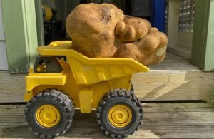 Biggest Potato : कभी देखा है दुनिया का सबसे बड़ा आलू!