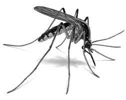 Gwalior News : ग्वालियर में डेंगू का कहर, सामने आई स्वास्थ्य विभाग की नाकामी