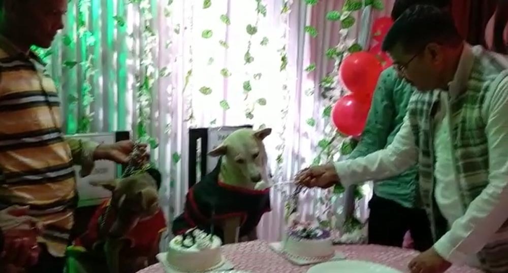 जब पूर्व विधायक ने मनाया श्वानों का जन्मदिन, कई डॉग प्रेमी भी जन्मदिन पर अपने DOG को लेकर पहुंचे