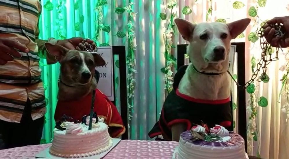 जब पूर्व विधायक ने मनाया श्वानों का जन्मदिन, कई डॉग प्रेमी भी जन्मदिन पर अपने DOG को लेकर पहुंचे