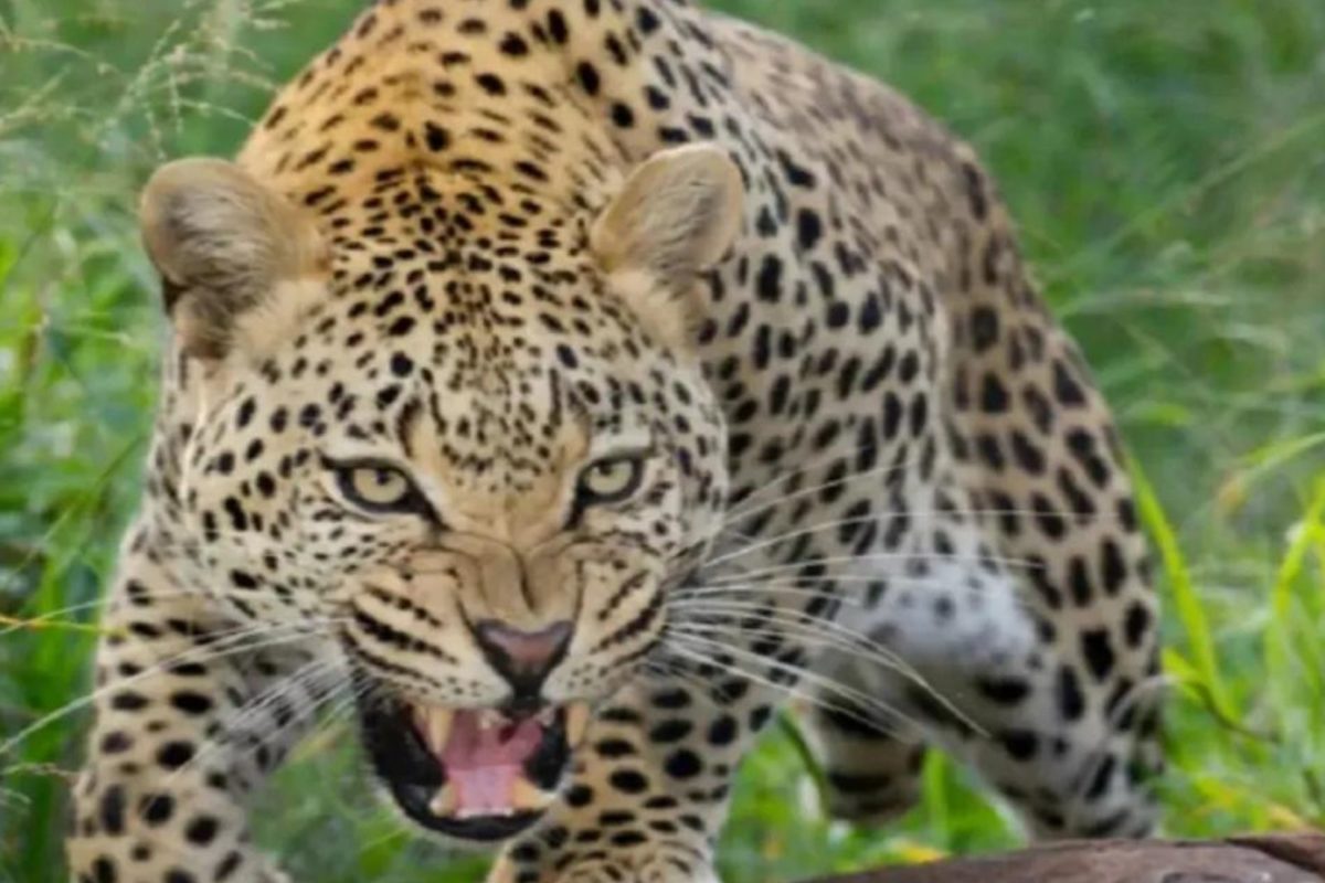 Sidhi Leopard Attack: सीधी जिले में तेंदुए ने किया हिरण का शिकार, ग्रामीणों में दहशत का माहौल