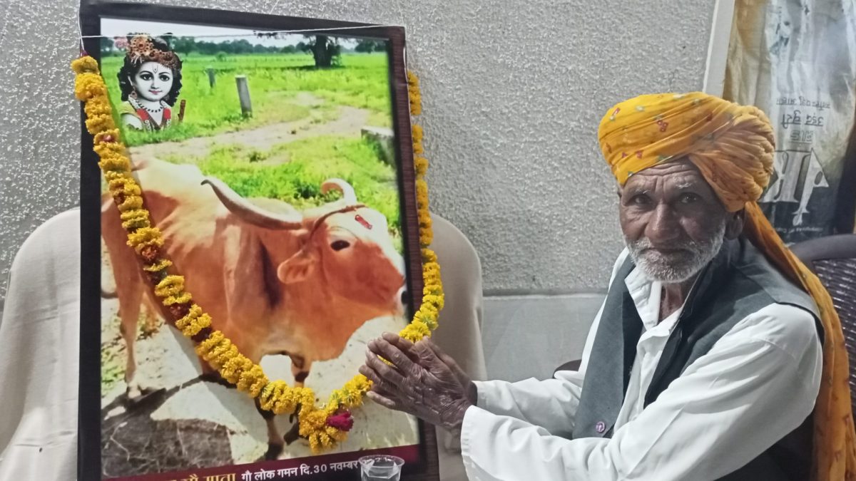 Indore news: 15 साल से गो भक्ति की मिसाल बन चुके बुजुर्ग ने विधि पूर्वक गाय का अंतिम संस्कार किया