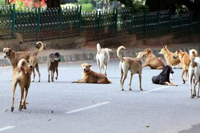 Jabalpur: जबलपुर में आवारा कुत्तों का आतंक, नगर निगम ने नसबंदी में 3 करोड़ 33 लाख रु से ज्यादा खर्च किए