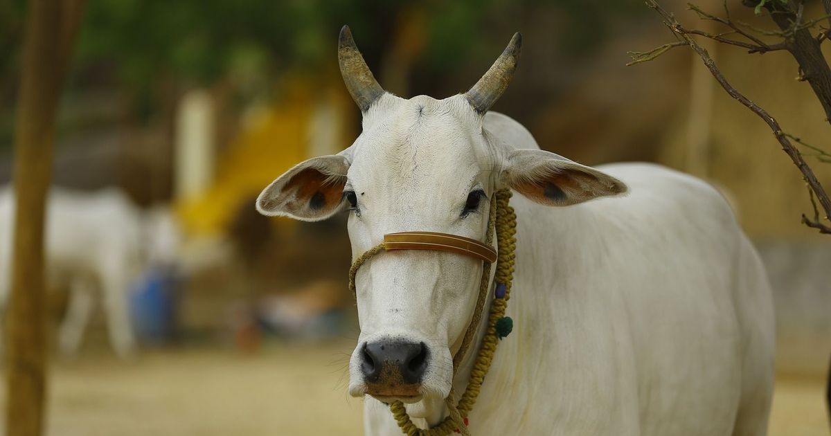 गाय की सुरक्षा को लेकर बड़ा फैसला, ₹900 प्रति माह देने का ऐलान