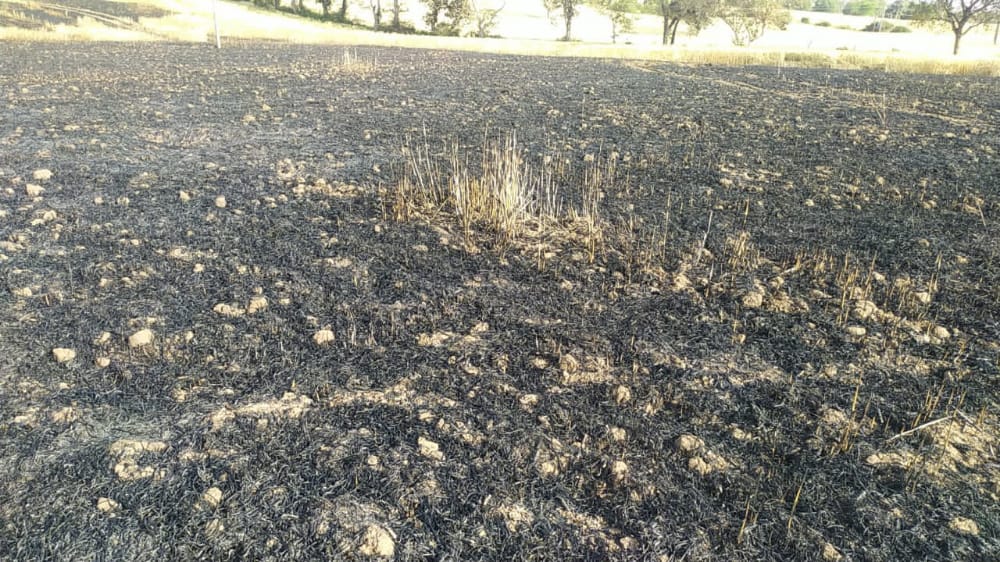 Jabalpur News: नगर पालिका की लापरवाही से 11 एकड़ की फसल जलकर हुई खाक
