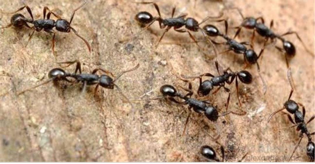 गर्मियों में अगर आप भी चींटियों से है परेशान, तो करें यह उपाय