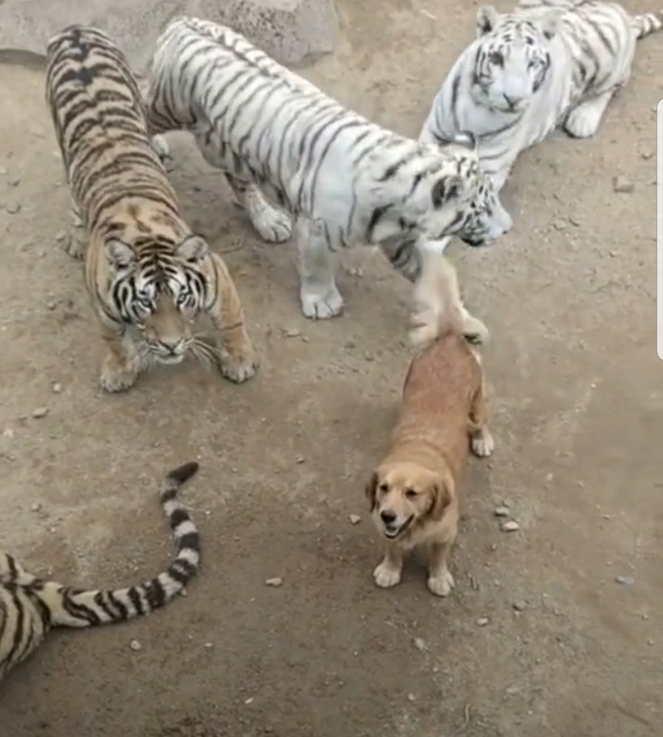 Video : बाघों के बीच बेधड़क घूम रहा कुत्ता, वीडियो देखकर रह जाएंगे दंग