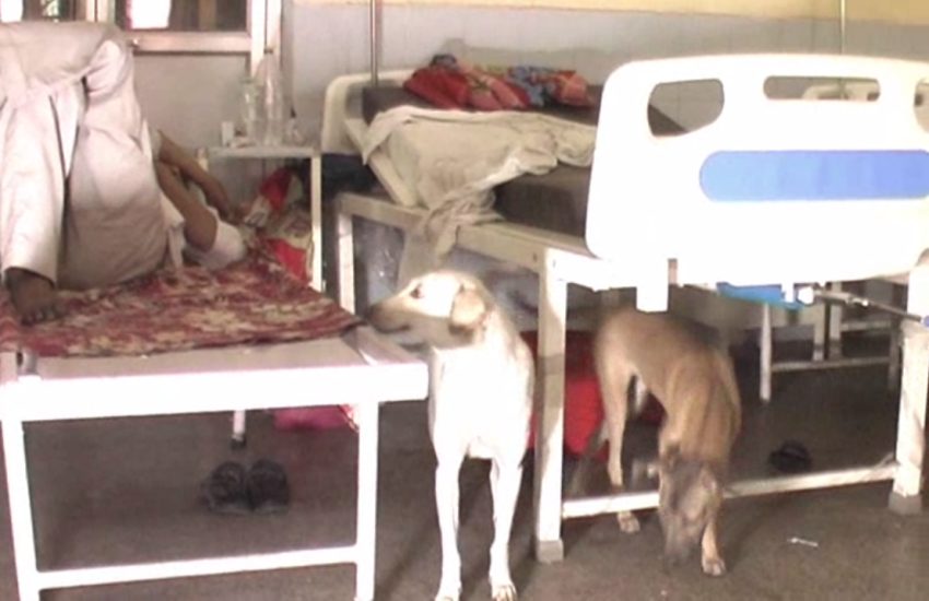 जबलपुर : नेताजी सुभाषचंद्र मेडिकल अस्पताल में वार्ड में घुसे कुत्ते ने चबाई मरीज की उंगली