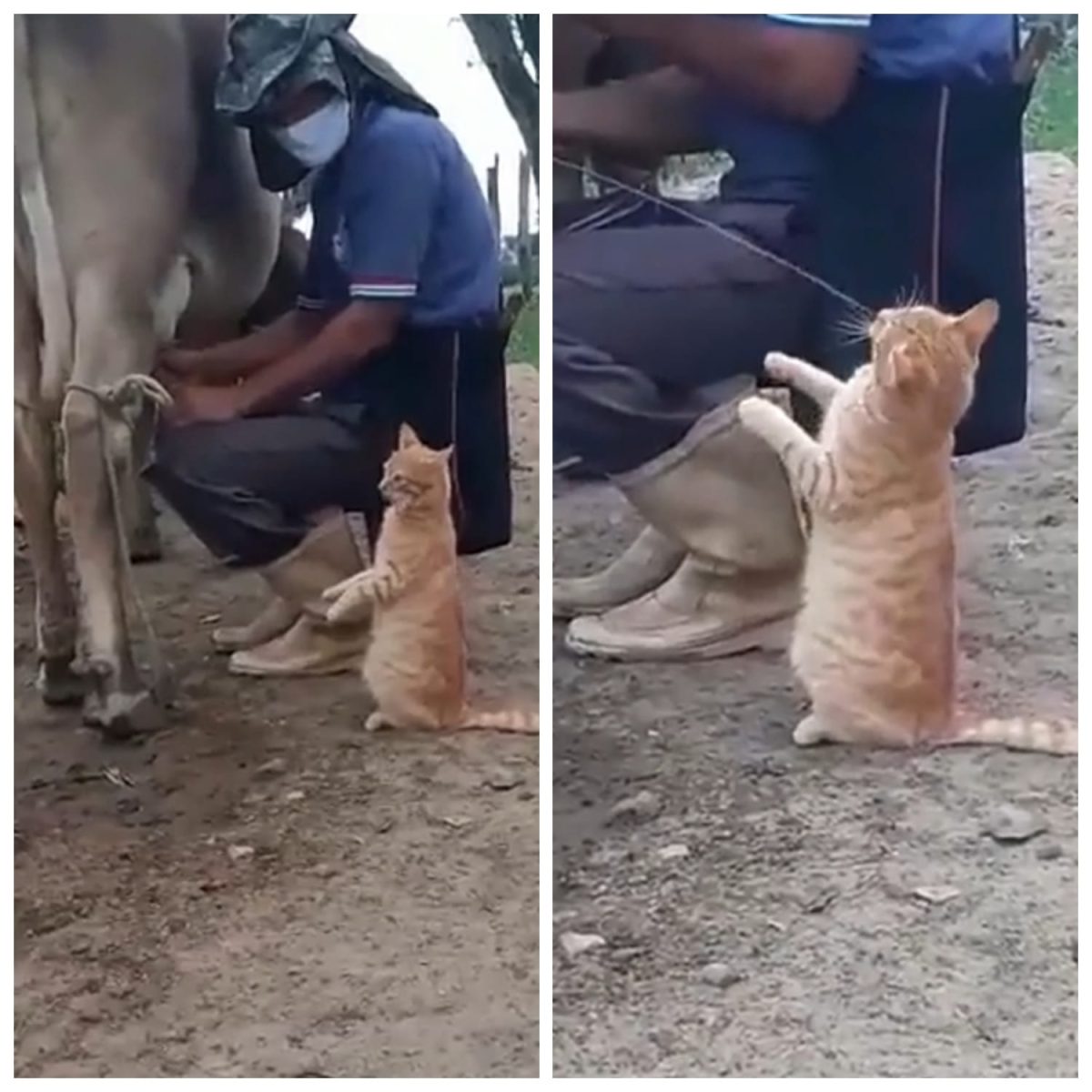 बिल्ली को पीना था दूध, केयरटेकर को इस तरह से बताई अपनी बात, देखिये Video