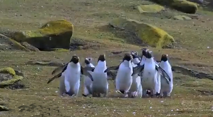 एक तितली के पीछे भागे इतने सारे पेंगुइन्स, देखिये Cute Video