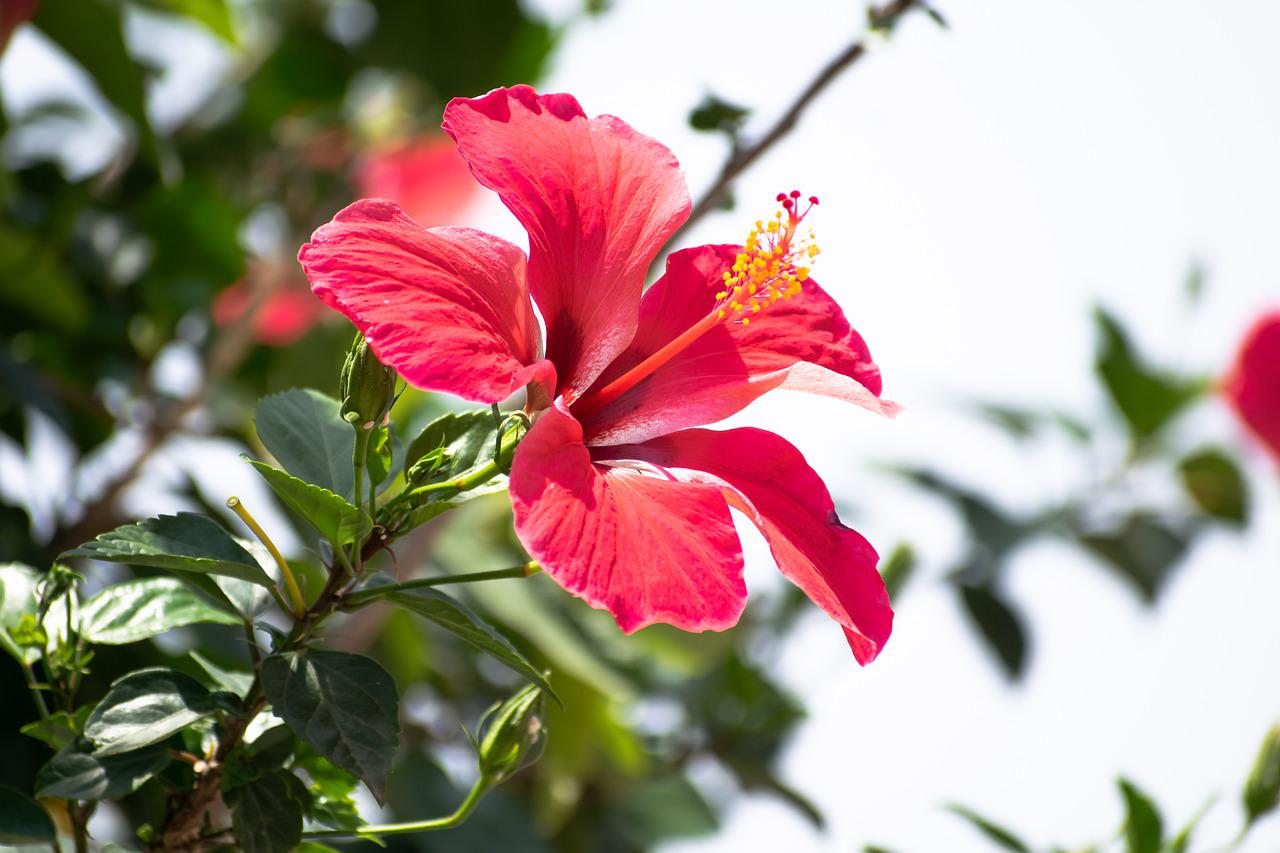 Hair Care Tips With Hibiscus Flower