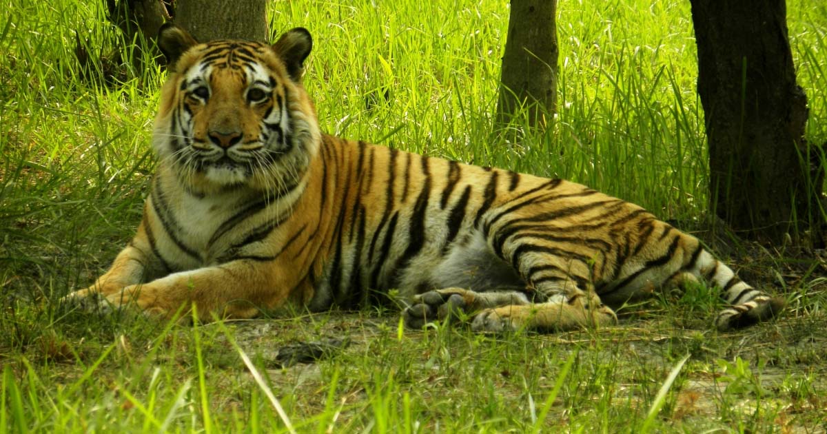 संजय टाइगर रिजर्व में बाघ की चहलकदमी, बना पर्यटकों के आकर्षण का केंद्र