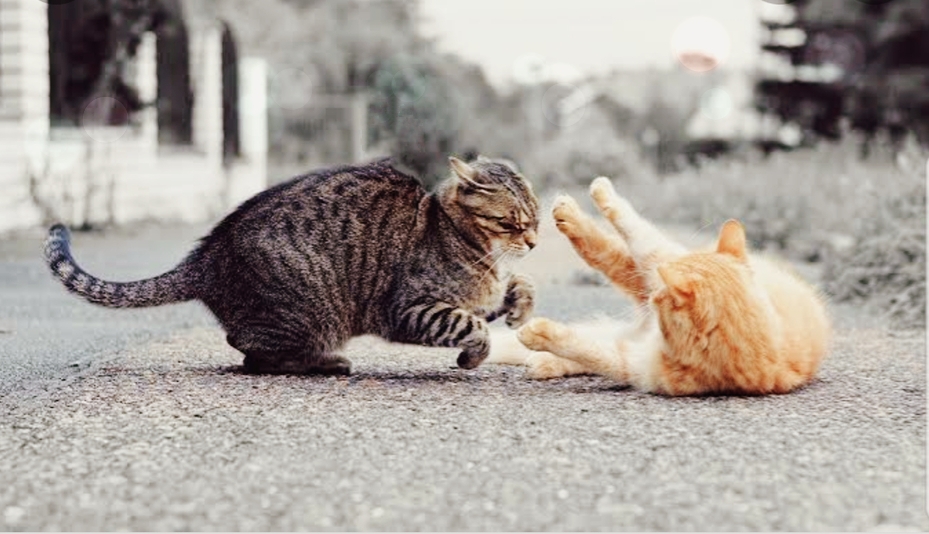 Cat fight : जब दो बिल्लियां आपस में ऐसे भिड़ीं, जमकर निकाली खुन्नस