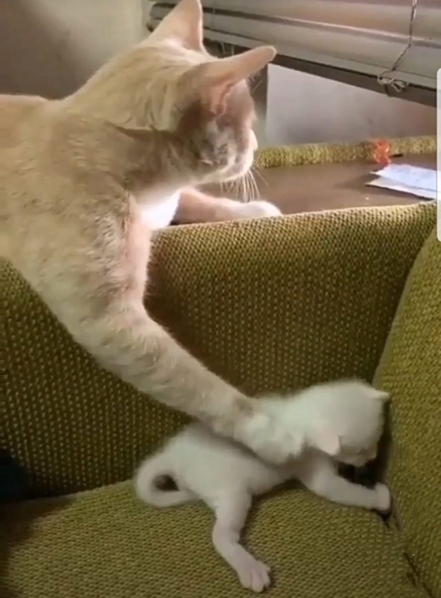 Cute Video : बिल्ली ने अपने बच्चे को किया लाड़, देखकर आ जाएगा प्यार