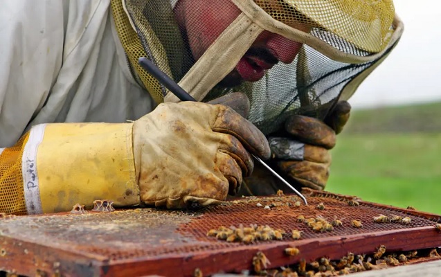 आखिर क्यों यह देश लाखों मधुमक्खियों की कर रहा हत्या? शहद कारोबार पर मंडराया संकट